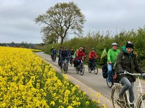Rad Fahrende entlang eines gelb blühenden Rapsfeldes