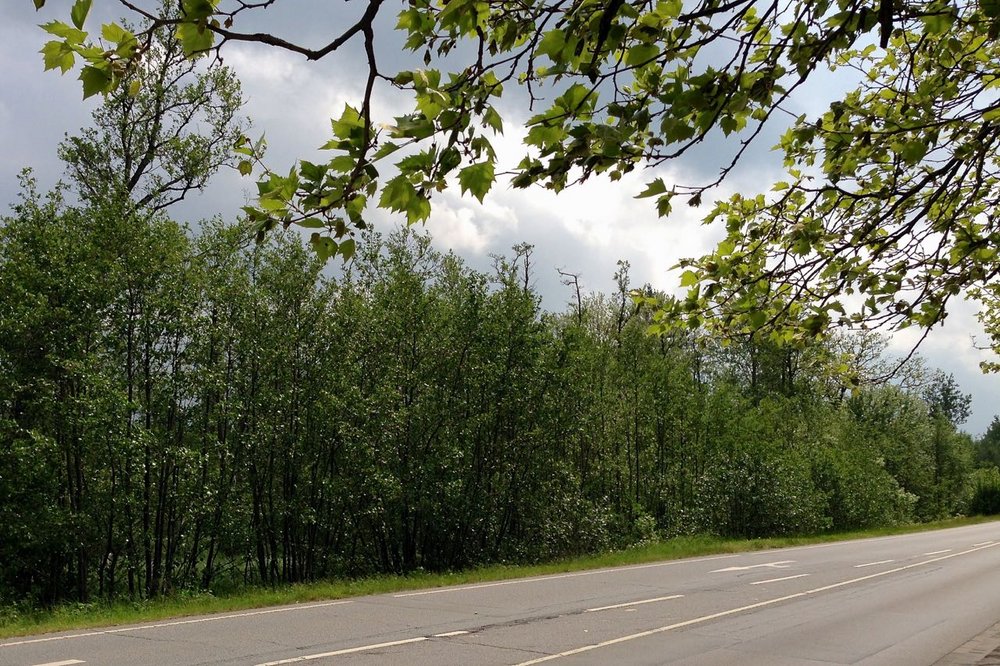 Das Bild zeigt im Vordergrund die Fahrbahn im Höppnerweg und dann anschließend einen Bruchwald mit vielen Sträuchern und jungen Bäumen. Dort befindet sich das Moor in Timmendorfer Strand.