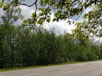 Das Bild zeigt im Vordergrund die Fahrbahn im Höppnerweg und dann anschließend einen Bruchwald mit vielen Sträuchern und jungen Bäumen. Dort befindet sich das Moor in Timmendorfer Strand.